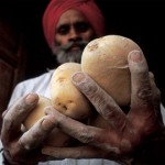 La patata, prezioso alimento contro la fame nel mondo