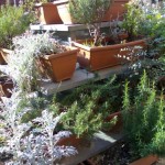 Come coltivare le erbe aromatiche? Sul balcone!