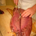 Perchè non mangiare il tonno rosso, specie in estinzione